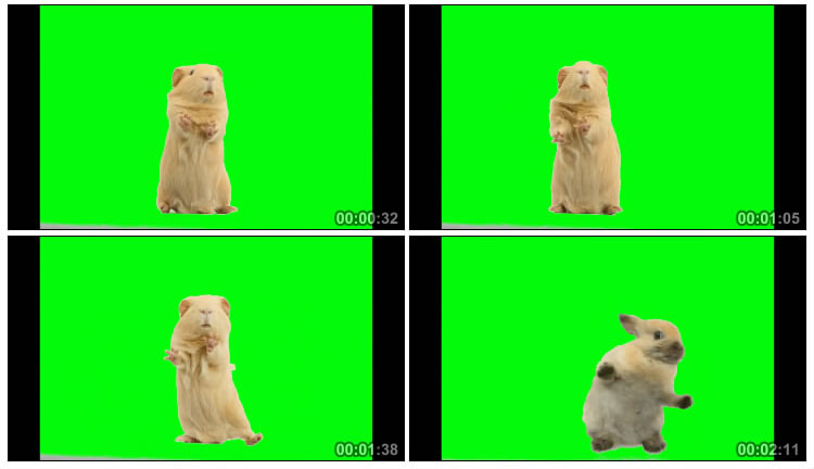 仓鼠老鼠绿幕特效视频素材