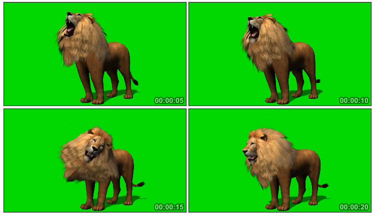 狮子雄狮健壮体格绿屏后期抠像视频素材