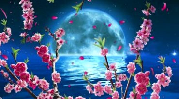 中秋团圆夜海上大月亮桃花花瓣视频素材