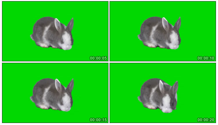 宠物兔小兔子吃东西动物绿屏抠像视频素材