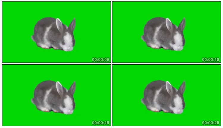 小兔子觅食吃东西绿屏动物抠像视频素材