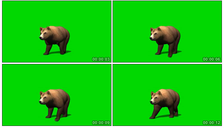 棕熊走路踱步绿屏后期抠像视频素材
