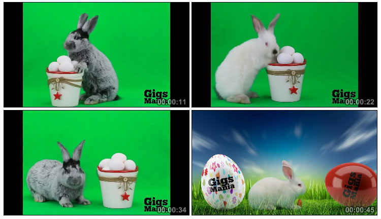 小白兔宠物兔子绿布后期抠像视频素材