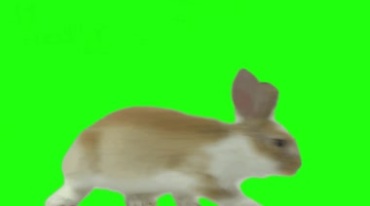 小白兔宠物兔子动物抠像视频素材