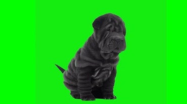 沙皮狗宠物狗动物绿屏后期抠像视频素材