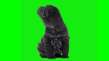 沙皮狗宠物狗动物绿屏后期抠像视频素材