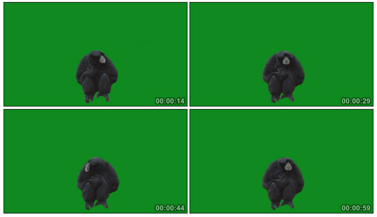 黑猩猩蹲坐在地上绿屏后期抠像视频素材