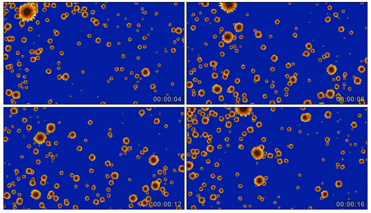 向日葵太阳花漫天飘散蓝屏后期抠像视频素材