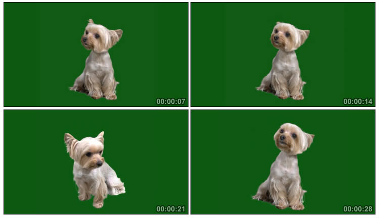 宠物狗狗绿屏后期抠像视频素材