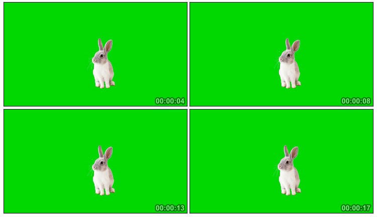 小兔子坐在地上绿屏后期抠像视频素材