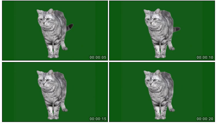 小猫绿屏动物抠像视频素材