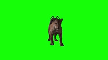 狮子坐骑绿屏动物抠像视频素材
