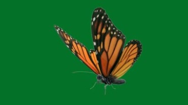 一只彩色蝴蝶爬行特写绿幕后期抠像视频素材