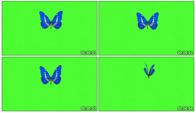 一只蓝色蝴蝶飞舞绿屏后期抠像视频素材