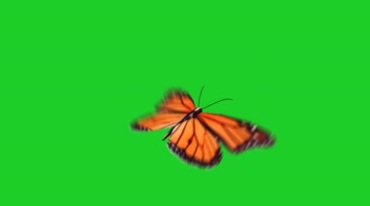 一只蝴蝶呼扇翅膀绿屏后期抠像视频素材