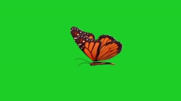 一只蝴蝶呼扇翅膀绿屏后期抠像视频素材