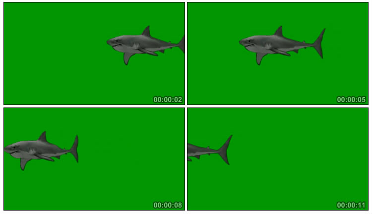 鲨鱼游动绿屏后期抠像视频素材