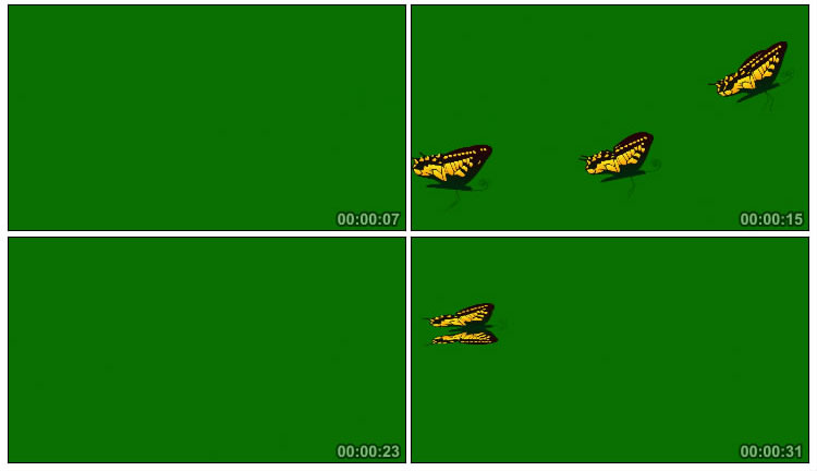 黄色蝴蝶飞过绿屏后期抠像视频素材