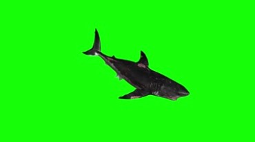 凶猛咬人鲨鱼绿屏抠像视频素材
