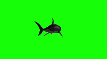凶猛咬人鲨鱼绿屏抠像视频素材