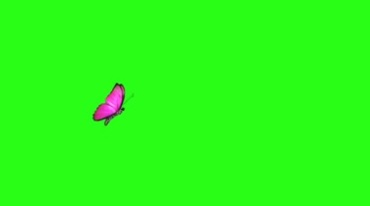 红色蝴蝶飞舞绿屏后期抠像视频素材