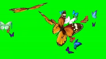 一群花蝴蝶飞舞绿幕后期抠像视频素材