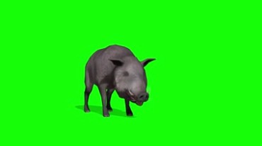 野猪豪猪动物绿屏后期抠像视频素材