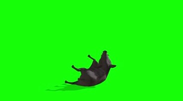 野猪豪猪动物绿屏后期抠像视频素材