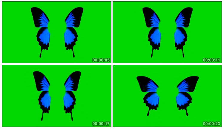 蝴蝶蓝色翅膀扇动绿屏后期抠像视频素材