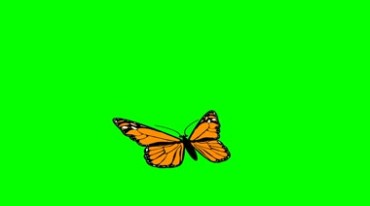 花蝴蝶扇动翅膀绿布后期抠像视频素材