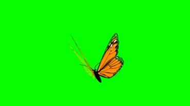 花蝴蝶扇动翅膀绿布后期抠像视频素材