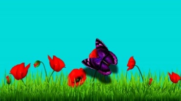 红色花朵大蝴蝶扇动翅膀后期抠像视频素材