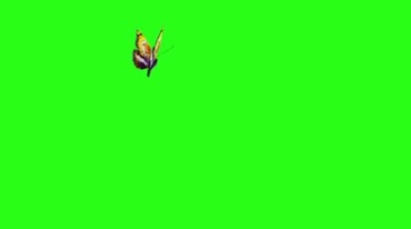 花蝴蝶空中飞舞绿屏后期抠像视频素材