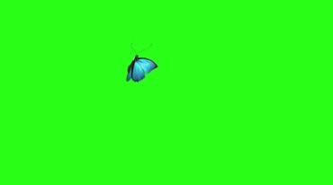 一只蝴蝶空中飞舞绿布后期抠像视频素材