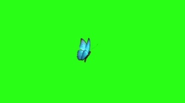 一只蝴蝶空中飞舞绿布后期抠像视频素材