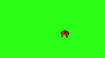 一只花蝴蝶飞舞绿屏后期抠像视频素材