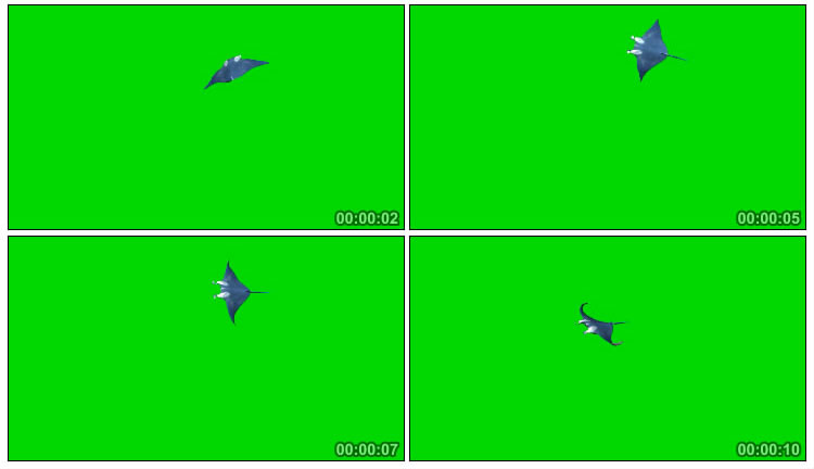 蝙蝠鱼游动绿屏后期抠像视频素材