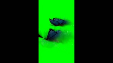 魔幻黑化蝴蝶飞舞绿屏后期抠像视频素材