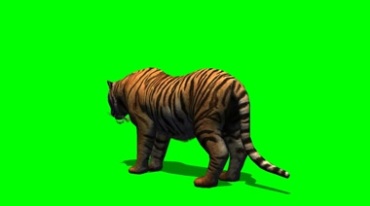 老虎进食吃东西背影绿屏后期抠像视频素材