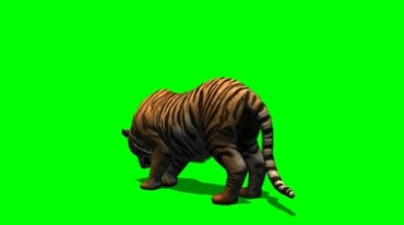 老虎进食吃东西背影绿屏后期抠像视频素材