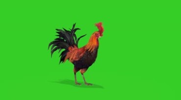 美丽的大公鸡绿布抠像后期特效视频素材