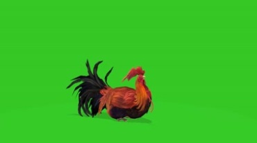 美丽的大公鸡绿布抠像后期特效视频素材