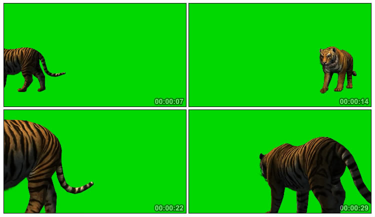 老虎慢慢踱步绿屏后期抠像视频素材