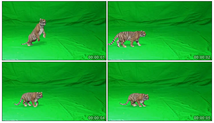 老虎低吼跳跃攻击绿布抠像视频素材