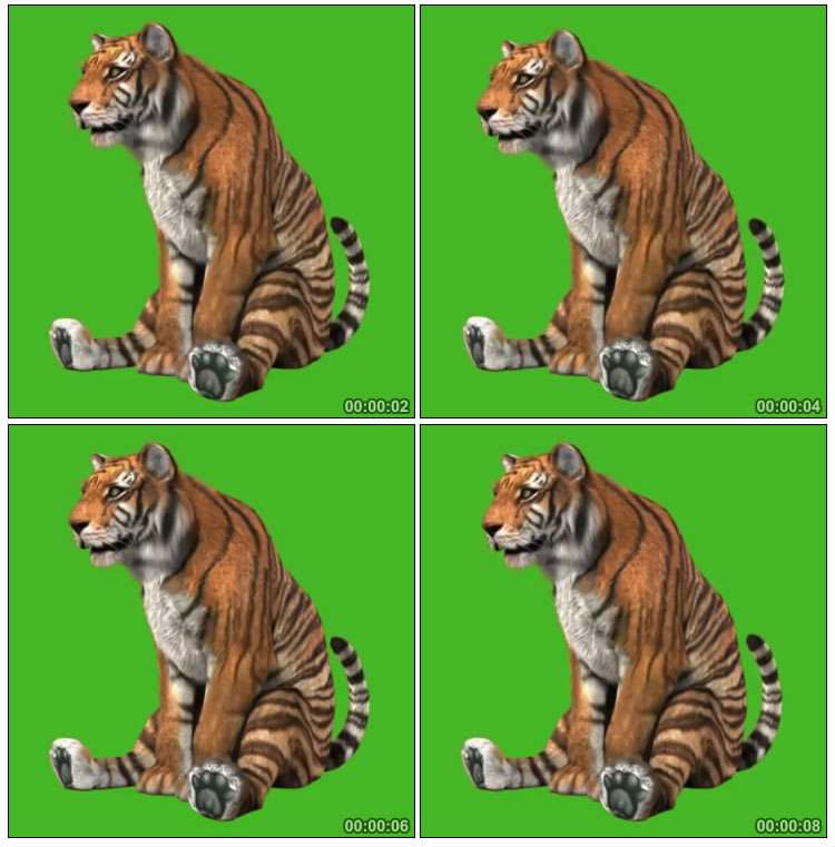 老虎坐着生气绿屏后期抠像特效视频素材