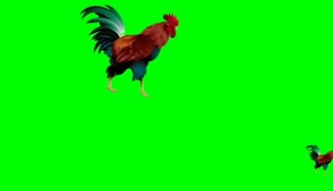 公鸡跑动绿幕抠像特效视频素材