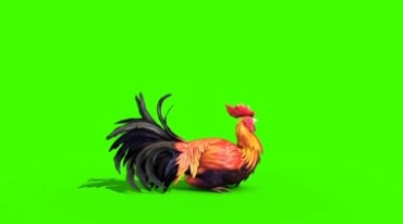 漂亮骄傲的大公鸡优美姿态绿屏抠像特效视频素材