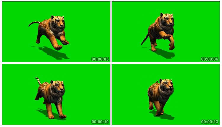老虎奔跑正面角度绿屏后期抠像特效视频素材