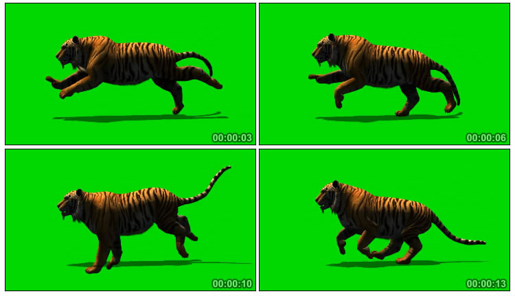 老虎奔跑侧面角度摄影绿幕后期抠像视频素材