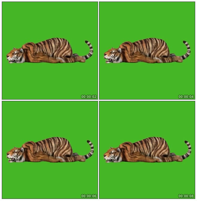 老虎累瘫地上呼呼睡觉绿幕后期抠像视频素材